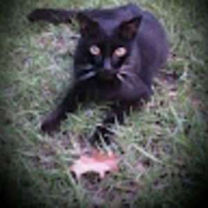 Meet your Posher, Tommie